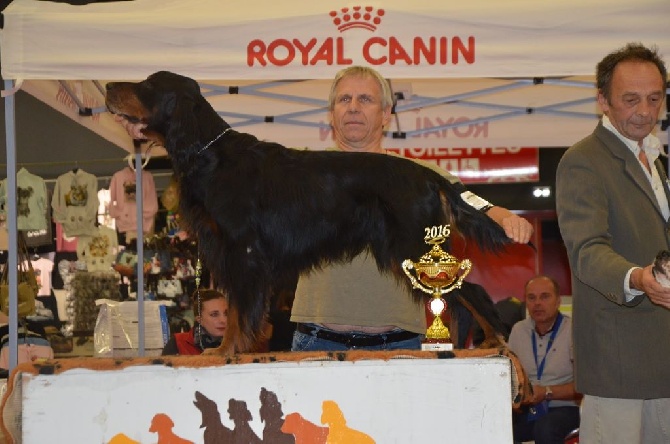 Du Rêve D'Ebéne - MEILLEUR VETERAN DE L 'EXPOSITION DE COMPIEGNE