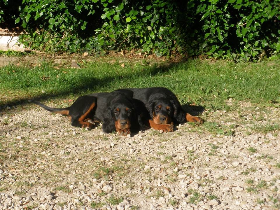 Du Rêve D'Ebéne - 2 bébés du MARAIS DE LA VOUIVRE